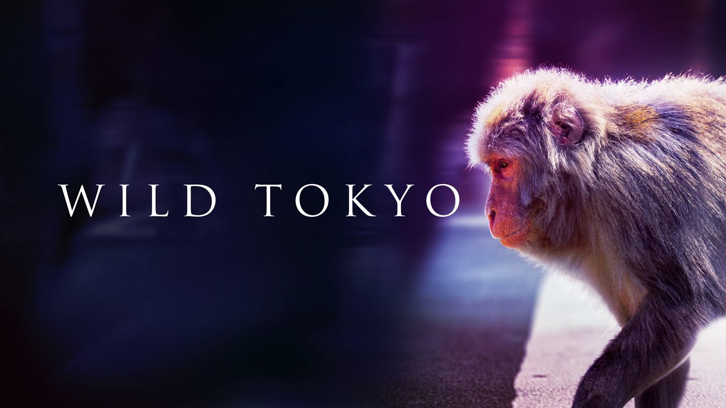Wild Tokyo Gambling enterprise review, reward, cost-free spins, and actual gamer examines Wild Tokyo Gambling enterprise review, reward, cost-free spins, and actual gamer examines